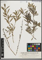 Foto von Salix purpurea L.